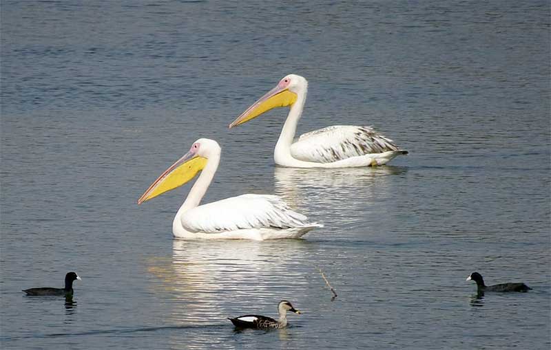 Sepulveda Basin Wildlife Area