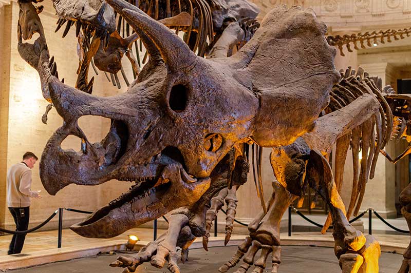 Triceratops at Natural History Musuem Los Angeles